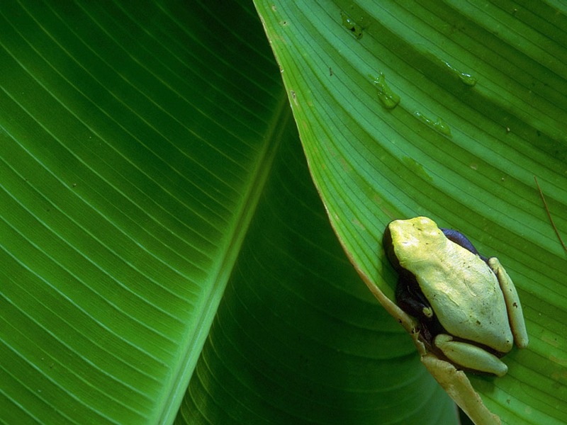 Screen Themes - Tropical Rainforest - Treefrog on Leaf; DISPLAY FULL IMAGE.