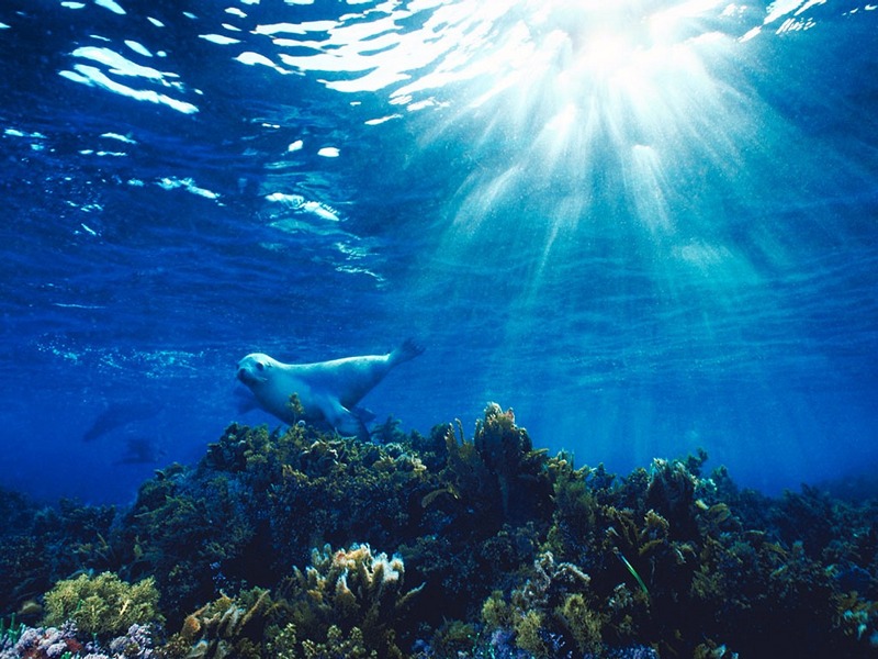 Screen Themes - Undersea Life 1 - Australian Sea Lion; DISPLAY FULL IMAGE.