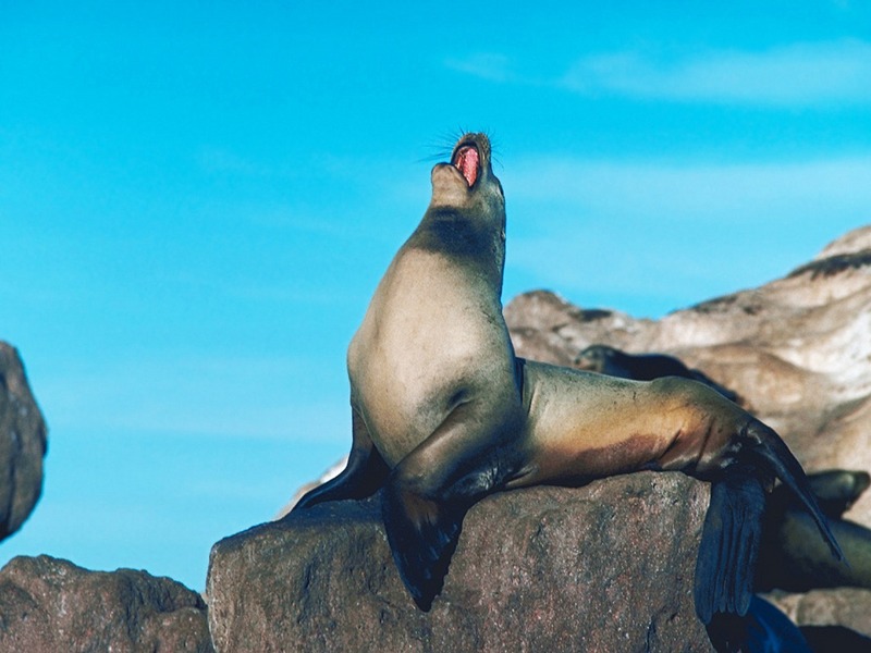 Screen Themes - Undersea Life 1 - California Sea Lion; DISPLAY FULL IMAGE.