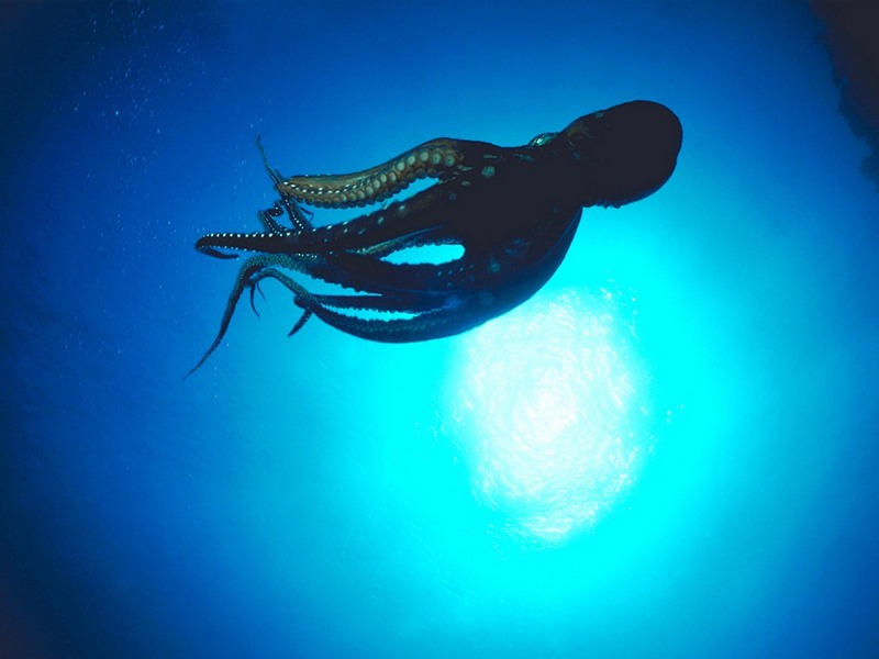 Screen Themes - Undersea Life 1 - Giant Octopus; DISPLAY FULL IMAGE.