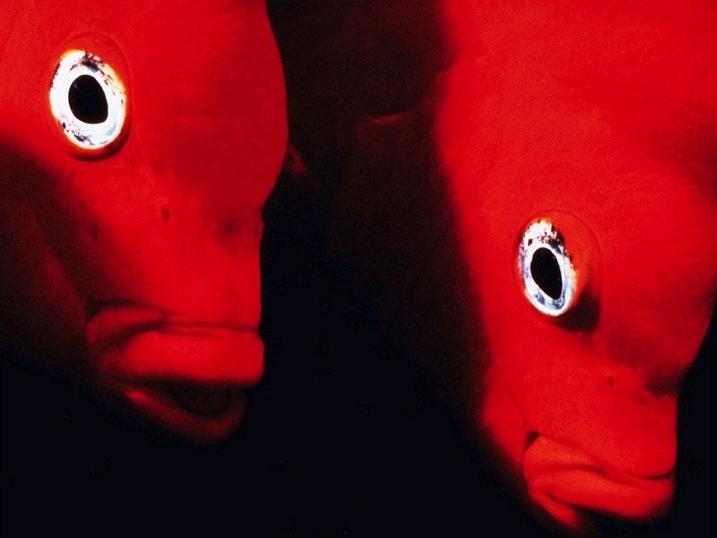 Screen Themes - Undersea Life 1 - Garibaldi Fish; DISPLAY FULL IMAGE.