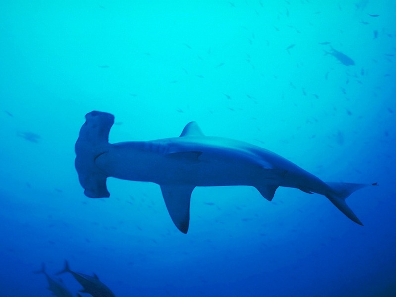 Screen Themes - Undersea Life 1 - Hammerhead Shark; DISPLAY FULL IMAGE.