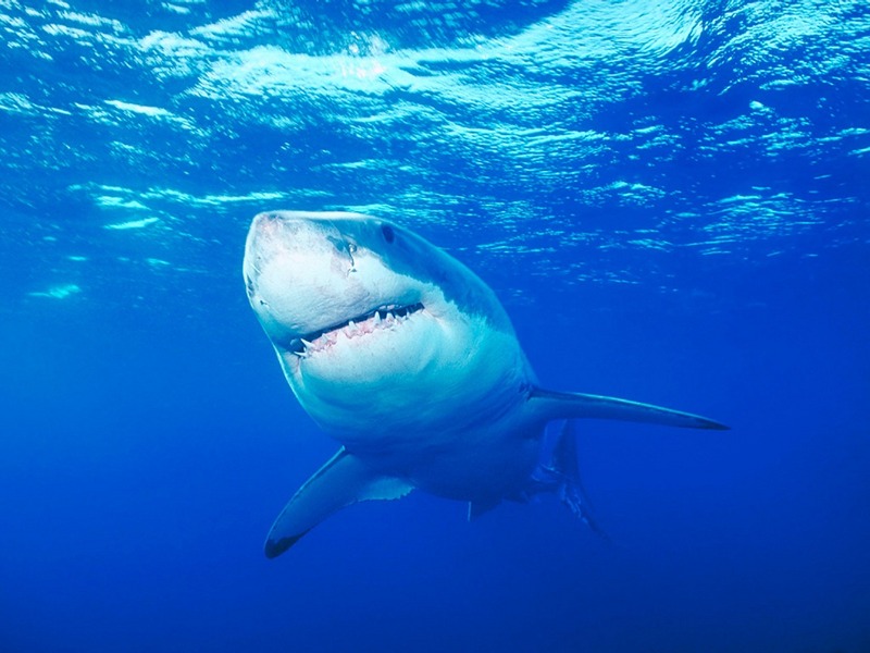 Screen Themes - Undersea Life 1 - Great White Shark; DISPLAY FULL IMAGE.