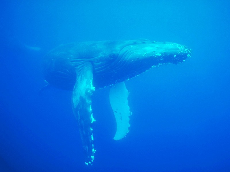 Screen Themes - Undersea Life 1 - Humpback Whale; DISPLAY FULL IMAGE.