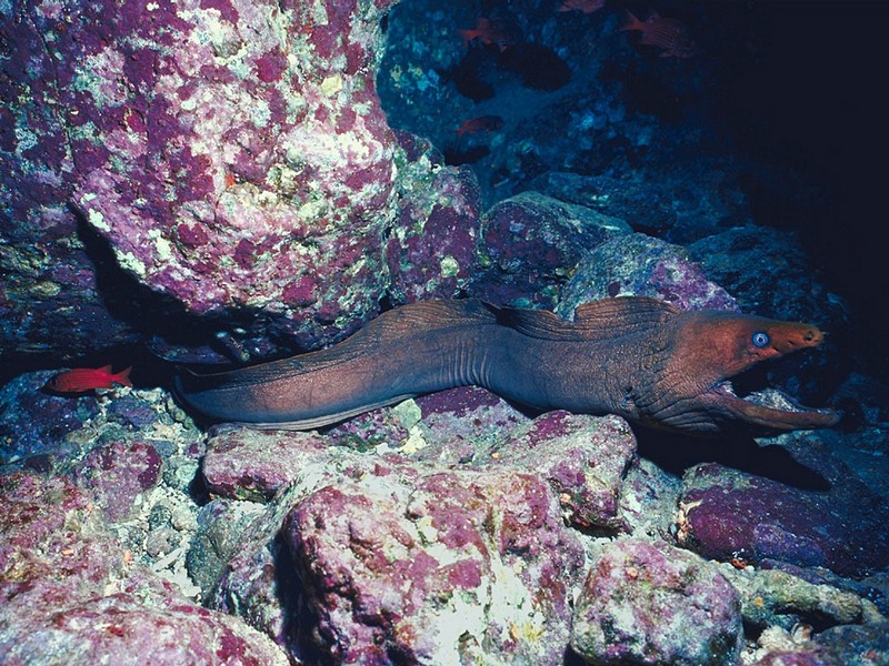 Screen Themes - Undersea Life 1 - Moray Eel; DISPLAY FULL IMAGE.