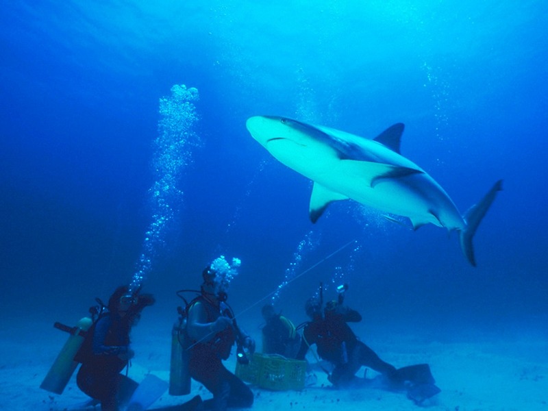 Screen Themes - Undersea Life 1 - Gray Reef Shark; DISPLAY FULL IMAGE.