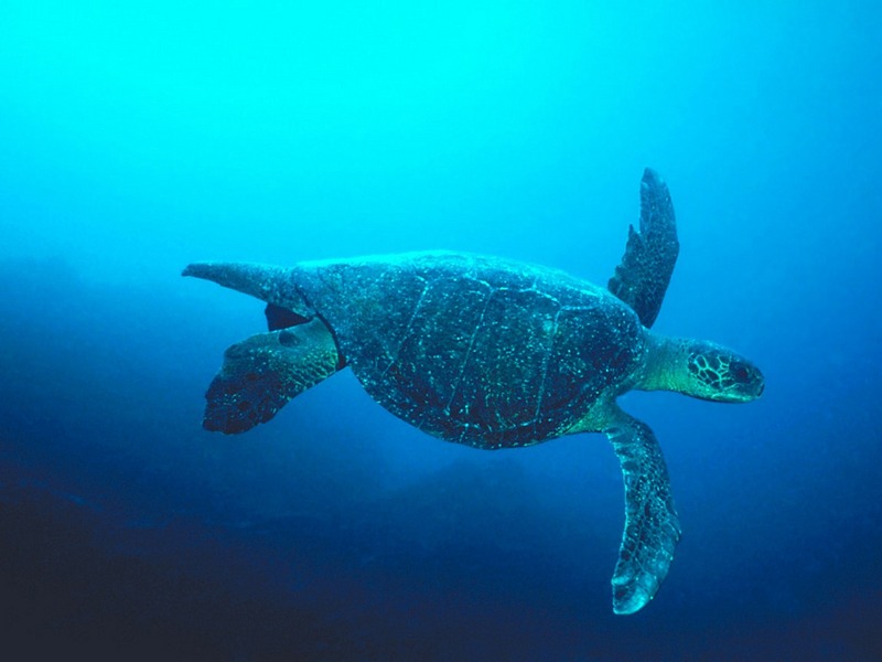 Screen Themes - Undersea Life 1 - Sea Turtle; DISPLAY FULL IMAGE.