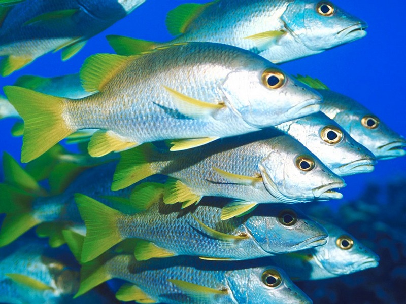 Screen Themes - Undersea Life 1 - Yellowtail Snappers; DISPLAY FULL IMAGE.
