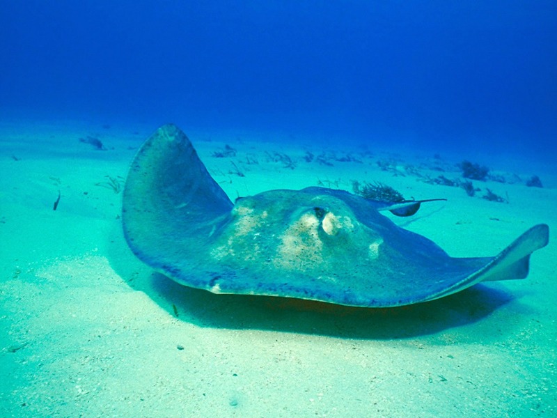 Screen Themes - Undersea Life 1 - Southern Sting Ray; DISPLAY FULL IMAGE.