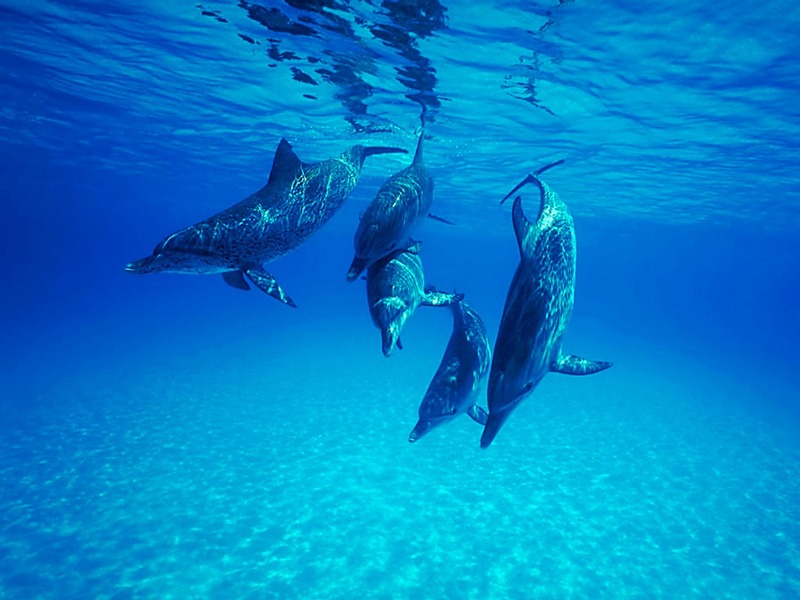 Screen Themes - Undersea Life 2 - Atlantic Spotted Dolphins; DISPLAY FULL IMAGE.