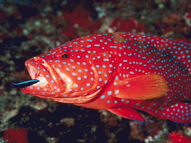 Screen Themes - Undersea Life 2 - Coral Trout & Cleaner Wrasse; DISPLAY FULL IMAGE.