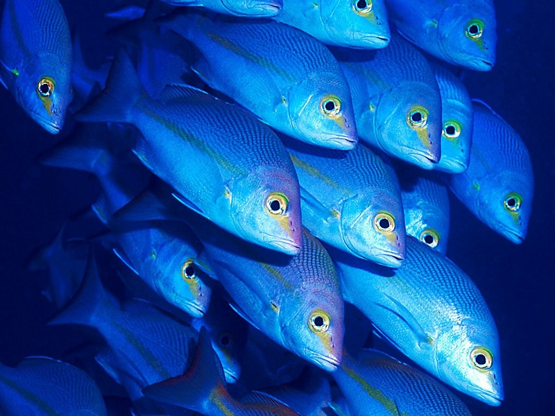 Screen Themes - Undersea Life 2 - Great Barrier Reef Fish; DISPLAY FULL IMAGE.