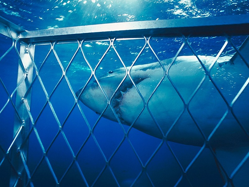 Screen Themes - Undersea Life 2 - Great White Shark; DISPLAY FULL IMAGE.
