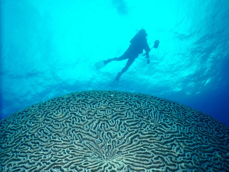 Screen Themes - Undersea Life 2 - Hard Coral; DISPLAY FULL IMAGE.