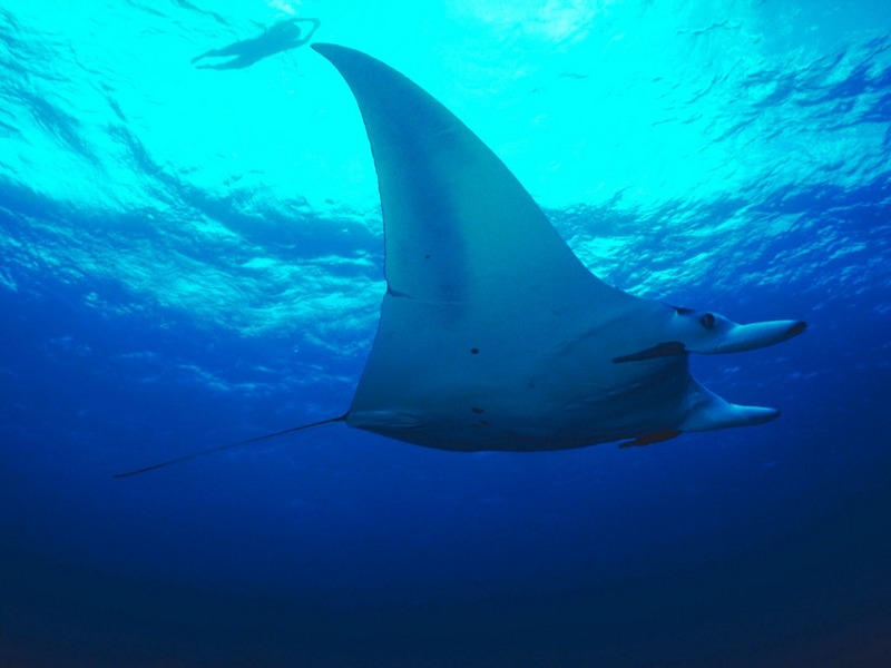 Screen Themes - Undersea Life 2 - Manta Ray; DISPLAY FULL IMAGE.