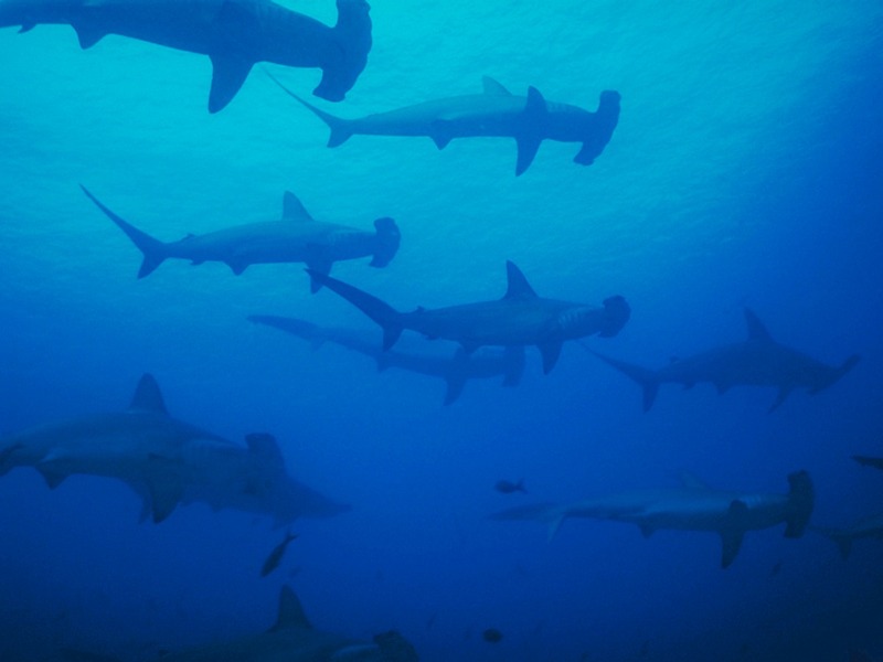 Screen Themes - Undersea Life 2 - School of Hammerhead Sharks; DISPLAY FULL IMAGE.