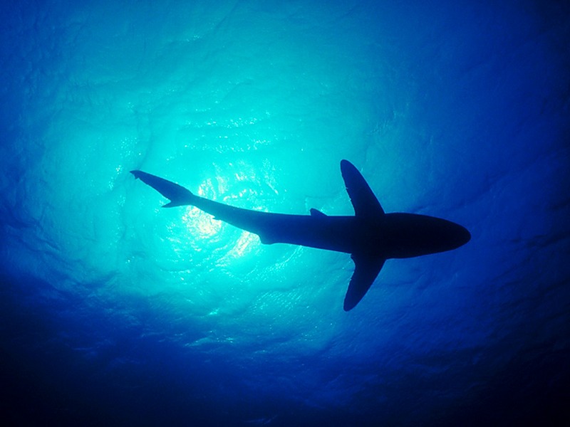 Screen Themes - Undersea Life 2 - Shark Silhouette; DISPLAY FULL IMAGE.