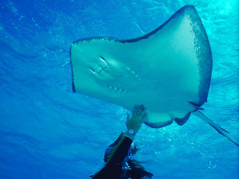 Screen Themes - Undersea Life 2 - Sting Ray & Diver; DISPLAY FULL IMAGE.