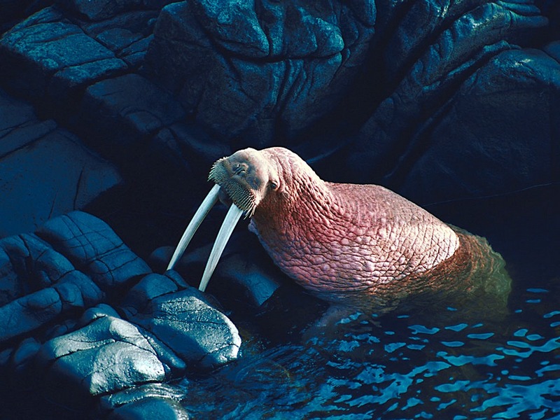 Screen Themes - Undersea Life 2 - Walrus; DISPLAY FULL IMAGE.