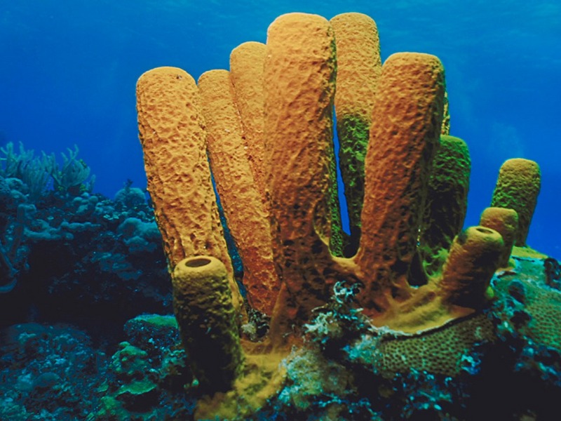 Screen Themes - Undersea Life 2 - Yellow Tube Sponge; DISPLAY FULL IMAGE.