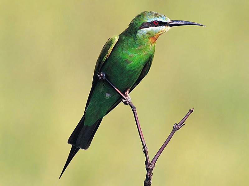 Screen Themes - Wild Birds - Blue-Cheeked Bee-Eater; DISPLAY FULL IMAGE.