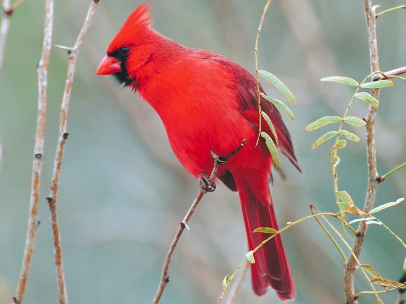 Screen Themes - Wild Birds - Northern Cardinal; DISPLAY FULL IMAGE.