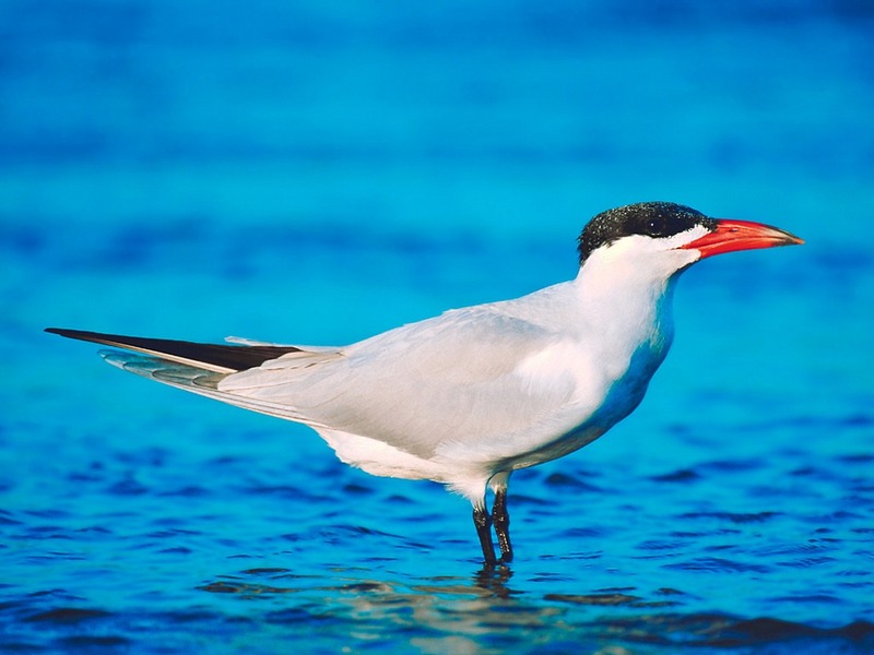 Screen Themes - Wild Birds - Caspian Tern; DISPLAY FULL IMAGE.