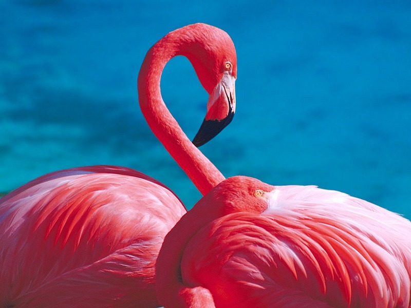 Screen Themes - Wild Birds - Flamingo; DISPLAY FULL IMAGE.