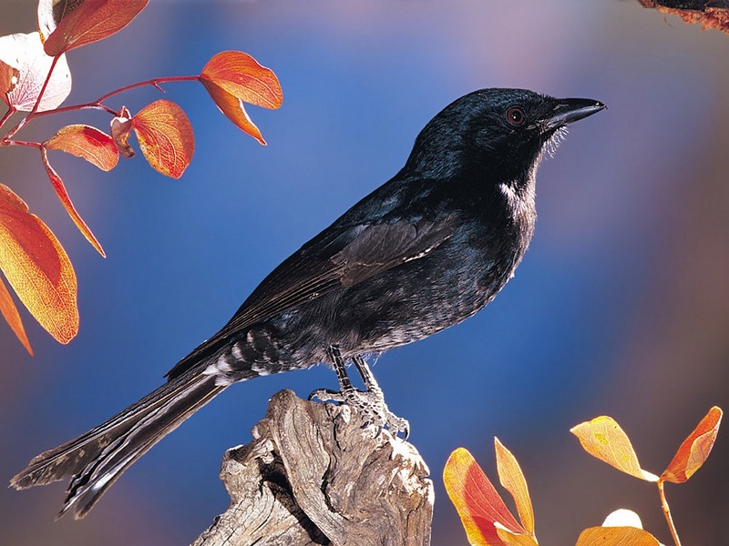 Screen Themes - Wild Birds - Fork-Tailed Drongo; DISPLAY FULL IMAGE.