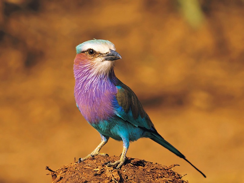 Screen Themes - Wild Birds - Lilac-breasted Roller; DISPLAY FULL IMAGE.