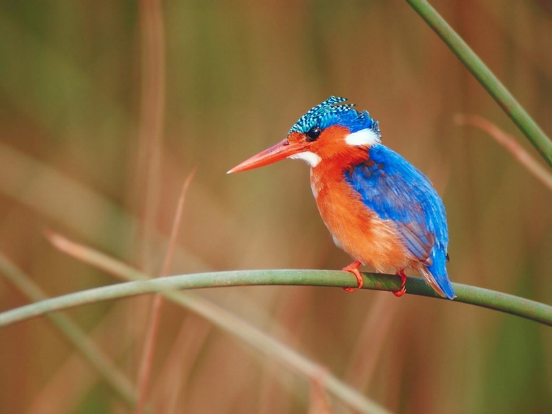 Screen Themes - Wild Birds - Malachite Kingfisher; DISPLAY FULL IMAGE.