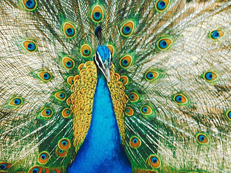Screen Themes - Wild Birds - Peacock; DISPLAY FULL IMAGE.