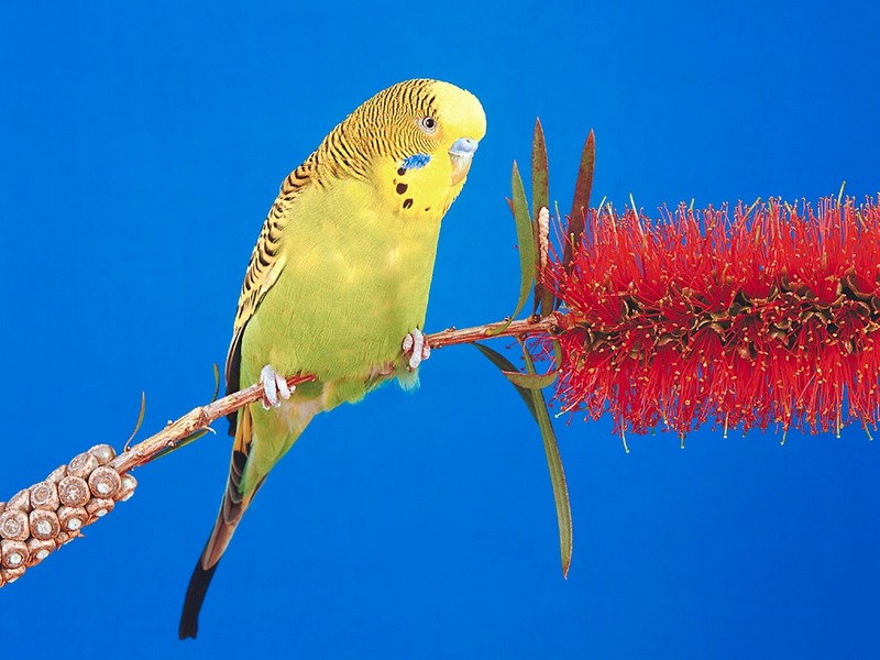 Screen Themes - Wild Birds - Regent Bower Bird; DISPLAY FULL IMAGE.