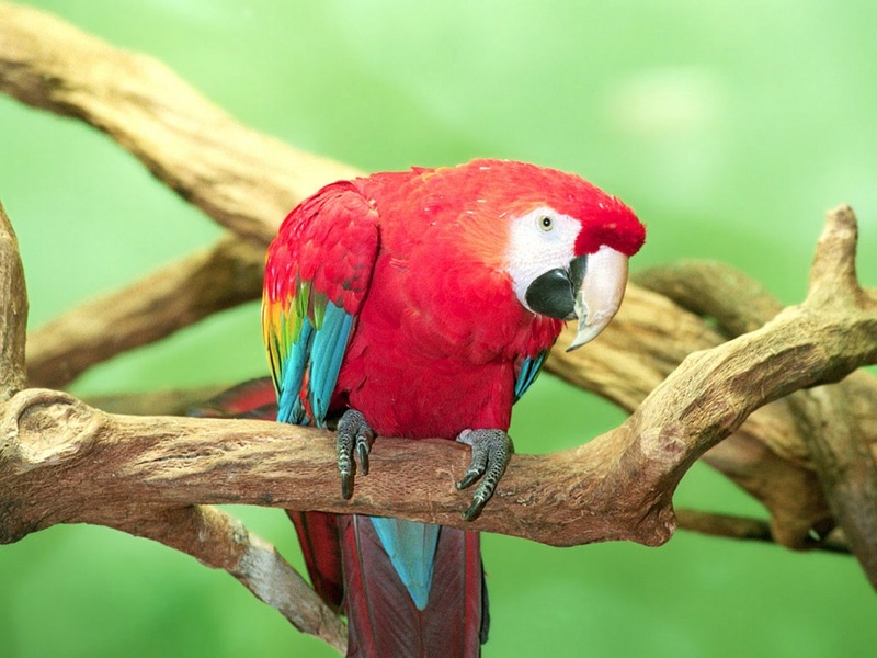 Screen Themes - Wild Birds - Scarlet Macaw; DISPLAY FULL IMAGE.