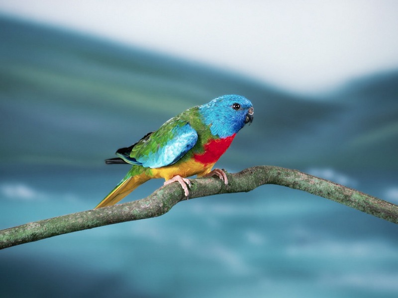 Screen Themes - Wild Birds - Splendid Grass Parakeet - Scarlet-chested Parrot (Neophema splendida); DISPLAY FULL IMAGE.
