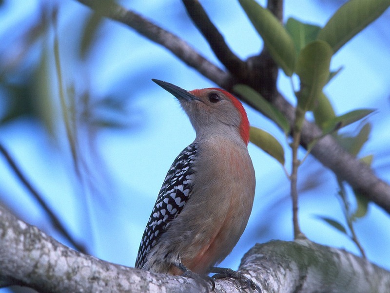 Screen Themes - Wild Birds - Woodpecker; DISPLAY FULL IMAGE.