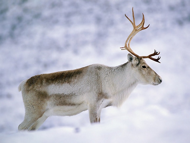 Screen Themes - Winter Wonderland - Reindeer; DISPLAY FULL IMAGE.