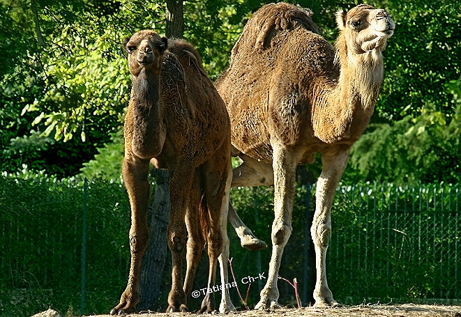 Camels' Duo; Image ONLY