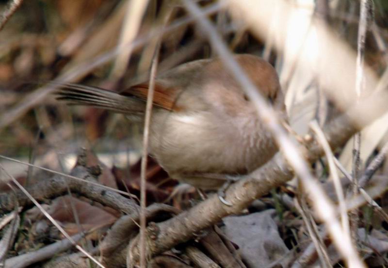 Vinous-throated Parrotbill {!--붉은머리오목눈이-->; DISPLAY FULL IMAGE.