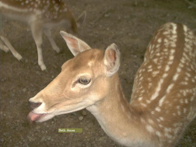 deer; DISPLAY FULL IMAGE.