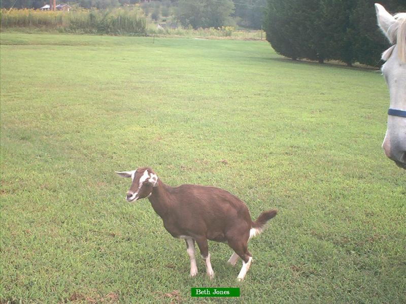 Goat; DISPLAY FULL IMAGE.