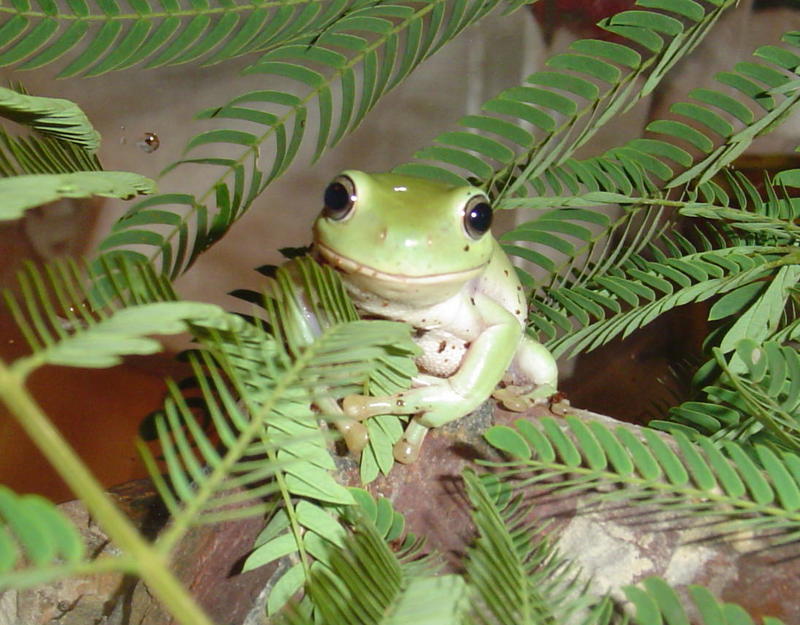 Be-u-ti-ful Tree Frogs :); DISPLAY FULL IMAGE.