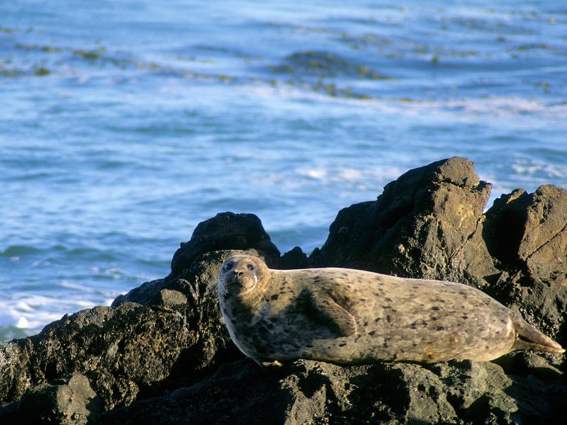 [Daily Photo CD03] Basking in the Sunshine Harbor Seal; DISPLAY FULL IMAGE.