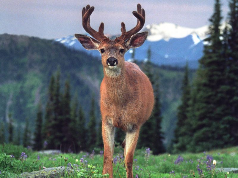 [Daily Photo CD03] Black-tailed Deer; DISPLAY FULL IMAGE.