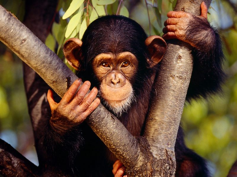 [Daily Photo CD03] Chimpanzee; DISPLAY FULL IMAGE.