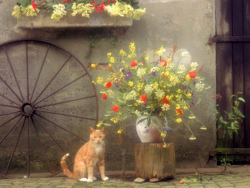 [Daily Photo CD03] Country Kitty; DISPLAY FULL IMAGE.