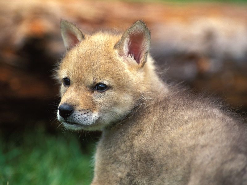 [Daily Photo CD03] Coyote Puppy; DISPLAY FULL IMAGE.