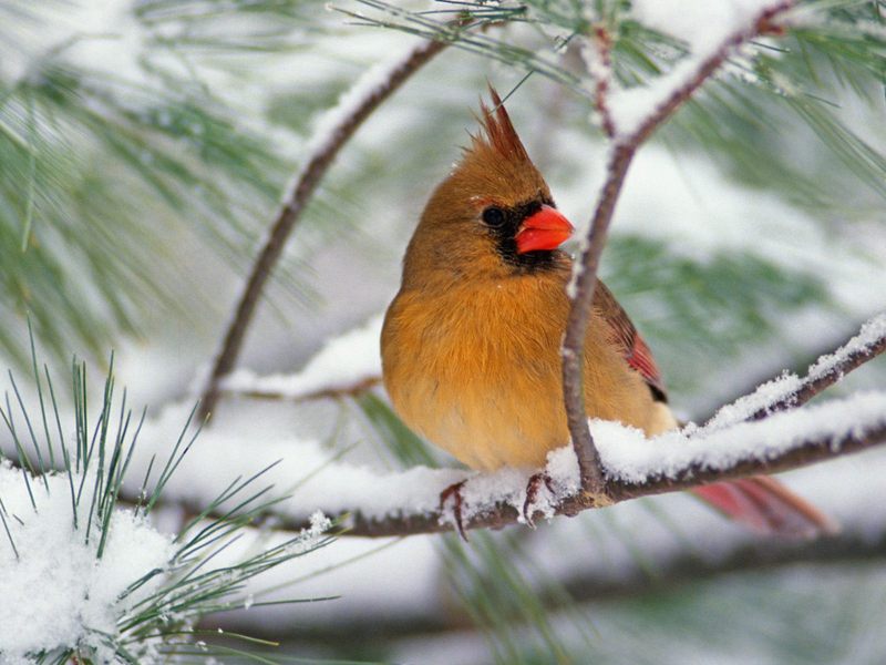 [Daily Photo CD03] Female Northern Cardinal on a Snowy Pine; DISPLAY FULL IMAGE.