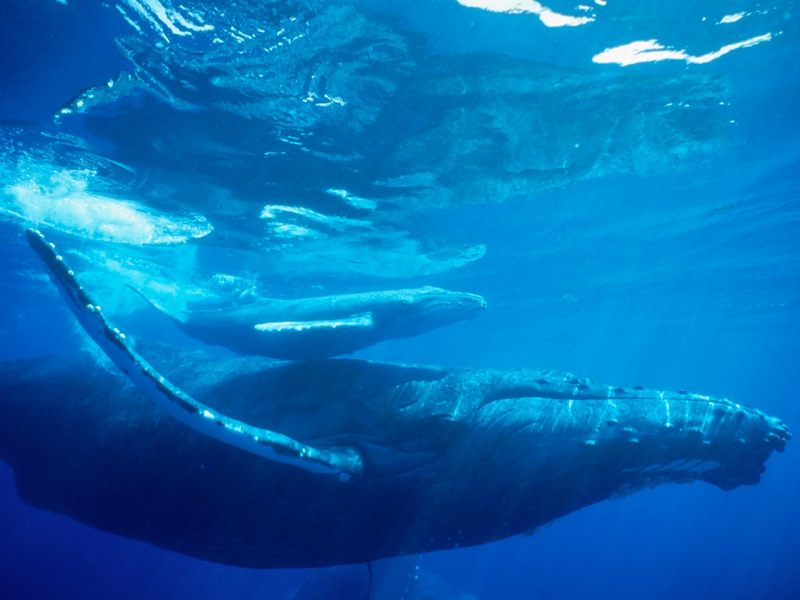 [Daily Photo CD03] Humpback Whale, Hawaii; DISPLAY FULL IMAGE.