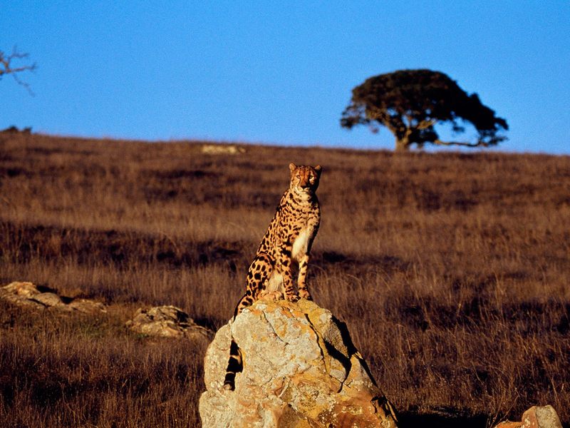 [Daily Photo CD03] King Cheetah; DISPLAY FULL IMAGE.